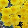 Dendrobium lindleyi