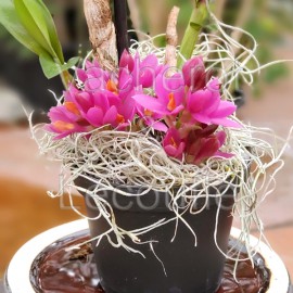 Dendrobium Hibiki