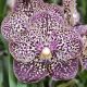 Vanda Sunanda Ocelot Sienna