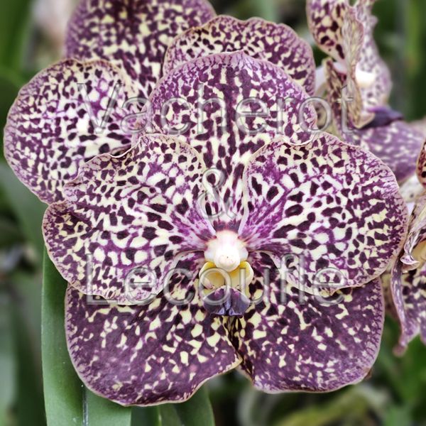 Vanda Sunanda Ocelot Sienna
