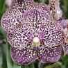 Vanda Sunanda Ocelot Sienna