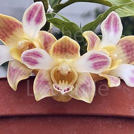 Chysis bruennowiana
