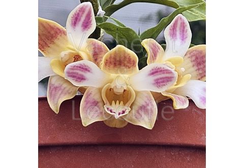 Chysis bruennowiana