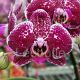 Phalaenopsis Goya