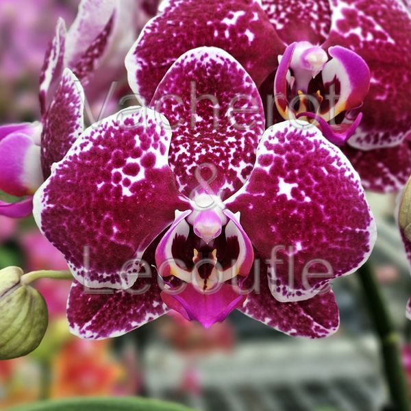 Phalaenopsis Goya