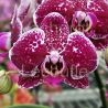 Phalaenopsis Goya