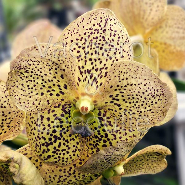 Vanda Sunanda Leopard Tangerine