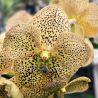 Vanda Sunanda Leopard Tangerine