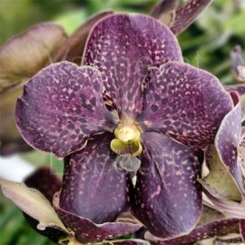 Vanda Sunanda Chocolate Brown