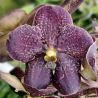 Vanda Sunanda Chocolate Brown