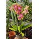 Phalaenopsis MINI Aroma 'Pichu'