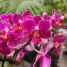 Phalaenopsis MINI Aroma 'Spring'