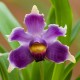 Fiche de culture de l'orchidée PESCORANTHES
