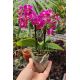 Phalaenopsis MINI Aroma 'Spring'