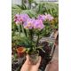 Phalaenopsis MINI Fenna
