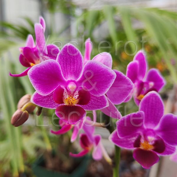 Phalaenopsis MINI Fay