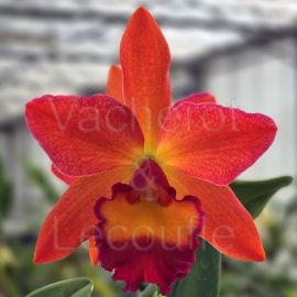 Cattleya Chief Sweet Orange 'Sweet Orange' (Rlc.)