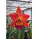Cattleya Chief Sweet Orange 'Sweet Orange' (Rlc.)