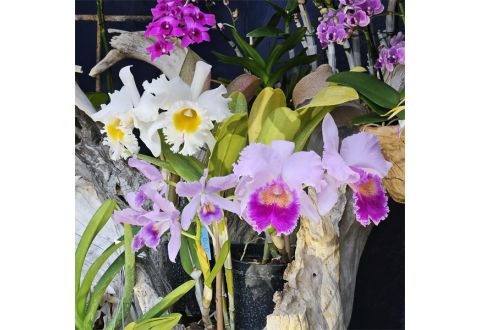 2025-12-10 Noël à Boissy