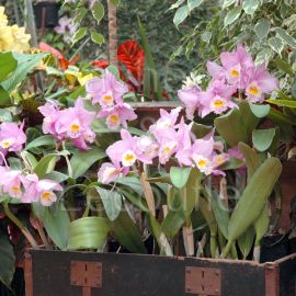 2026-05-23 Salon du Végétal (Neuilly s/ S. 92)