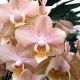 Phalaenopsis MINI Aroma 'Powdery'
