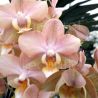 Phalaenopsis MINI Aroma 'Powdery'