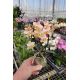 Phalaenopsis MINI Aroma 'Powdery'