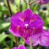 Phalaenopsis Purple Gem 'Miki Leopard'