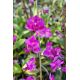 Phalaenopsis Purple Gem 'Miki Leopard'
