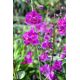 Phalaenopsis Purple Gem 'Miki Leopard'