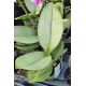 Phalaenopsis Purple Gem 'Miki Leopard'
