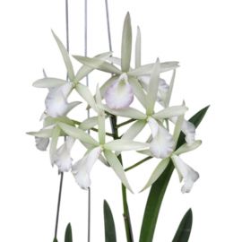 Cattleya Jairak Snow (Bc.)