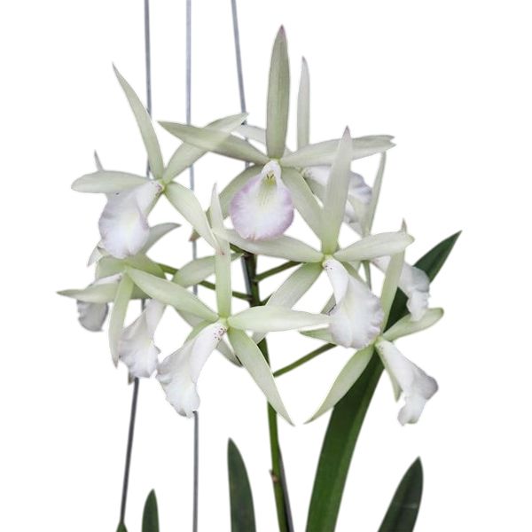 Cattleya Jairak Snow (Bc.)