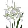 Cattleya Jairak Snow (Bc.)