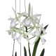 Cattleya Jairak Snow (Bc.)