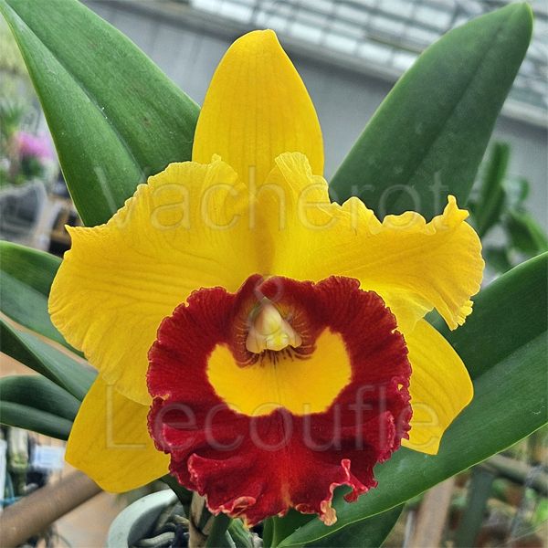 Cattleya Madonna Queen 'Lucky Star' (Rlc.)