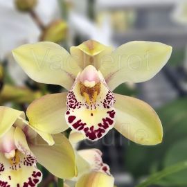 Cymbidium Selena