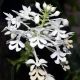 Calanthe triplicata