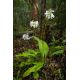 Calanthe triplicata