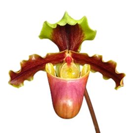 Paphiopedilum x herrmannii