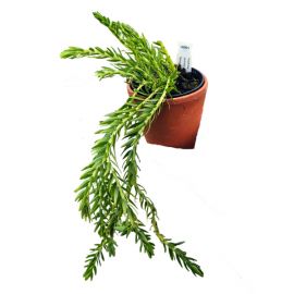 Huperzia carinata 'Nang Clay'