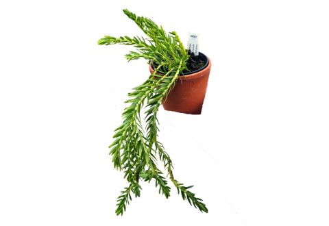Huperzia carinata 'Nang Clay'