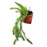 Huperzia carinata 'Nang Clay'