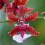Oncidium Sharry Baby 'Sweet Fragrance' AM/AOS