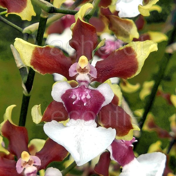 Oncidium Sharry Baby 'White Flash'