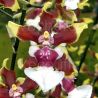 Oncidium Sharry Baby 'White Flash'