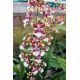 Oncidium Sharry Baby 'White Flash'