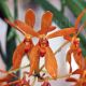 Renantanda MD's Tickled Tangerine