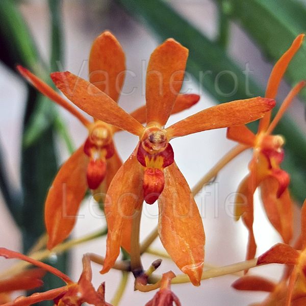 Renantanda MD's Tickled Tangerine