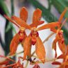 Renantanda MD's Tickled Tangerine